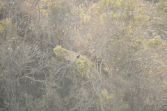 Buteogallus anthracinus