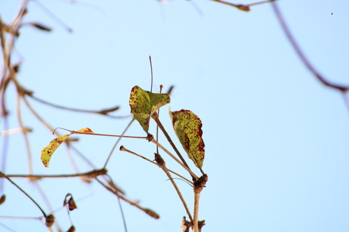 Terminalia macrostachya (Terminalia macrostachya)