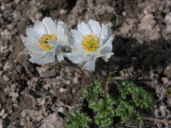 Trollius lilacinus