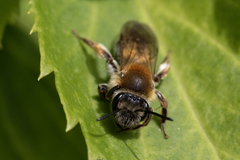 Andrena helvola
