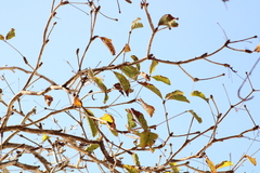 Terminalia macrostachya