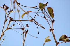 Terminalia macrostachya