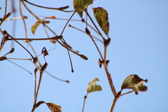 Terminalia macrostachya