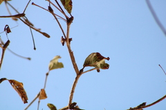 Terminalia macrostachya