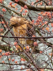 Buteo lineatus