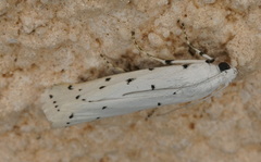 Myelois circumvoluta