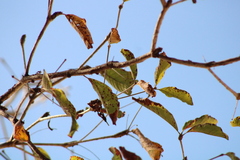 Terminalia macrostachya