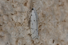 Myelois circumvoluta