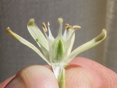 Albuca unifolia