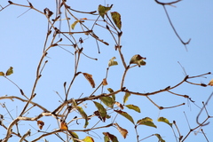 Terminalia macrostachya