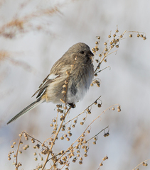 Carpodacus sibiricus