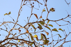 Terminalia macrostachya