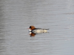 Mergus merganser