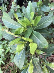 Psychotria ligustrifolia