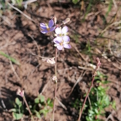 Heliophila linearis