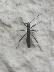 Micrelytra fossularum