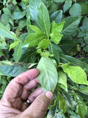 Psychotria ligustrifolia