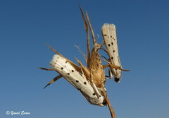 Myelois circumvoluta