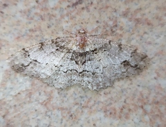 Paradarisa consonaria