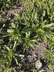 Deinandra paniculata