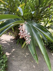 Alpinia zerumbet