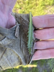 Deinandra paniculata