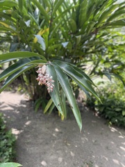 Alpinia zerumbet