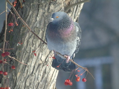 Columba livia domestica