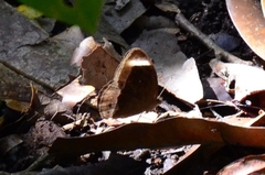 Mycalesis anaxias