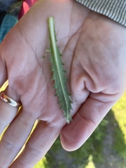 Deinandra paniculata