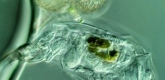 Cephalodella forficula