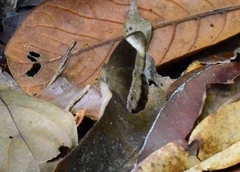 Mycalesis anaxias