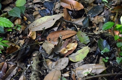 Mycalesis anaxias