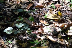 Mycalesis anaxias