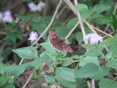 Erynnis tristis
