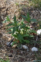 Patrinia monandra