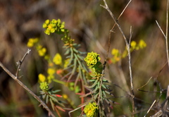 Euphorbia nicaeensis