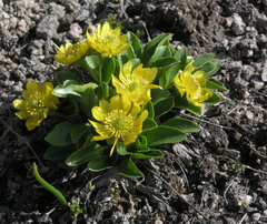 Oxygraphis glacialis