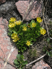 Oxygraphis glacialis