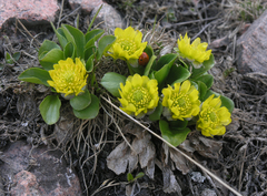 Oxygraphis glacialis