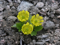 Oxygraphis glacialis