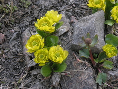Oxygraphis glacialis