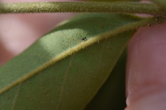 Dendrothrips ornatus