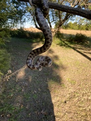 Lampropeltis calligaster