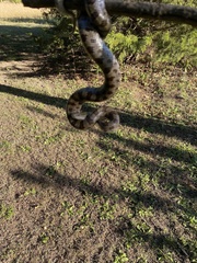 Lampropeltis calligaster