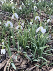 Galanthus nivalis