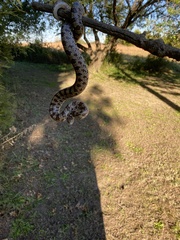 Lampropeltis calligaster