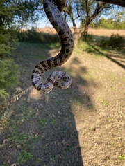 Lampropeltis calligaster