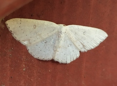 Cyclophora albipunctata