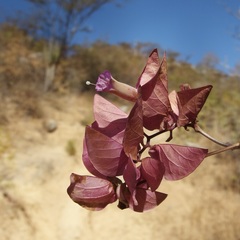 Ipomoea bracteata